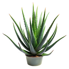 Aloe Vera Plant in Pot Succulent Care Guide on transparent background