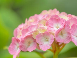 梅雨から初夏の公園や花壇を彩るアジサイのある風景。繊細でカラフルなガクアジサイの装飾花の様子。
