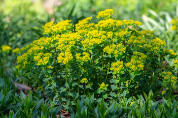 Euphorbia epithymoides cushion spurge bushy plant in bloom, sprintime ornamental garden bright yellow color flowering plant