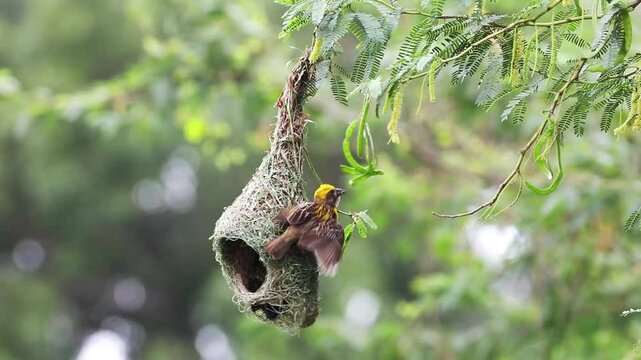 Baya weaver bird building nest on tree branch	

