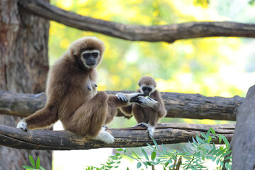 A mother common gibbon and her baby are relaxing in a zoo.
