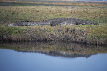Nile crocodile (Crocodylus niloticus) is a large crocodilian native to freshwater habitats in Africa, where it is present in 26 countries.
