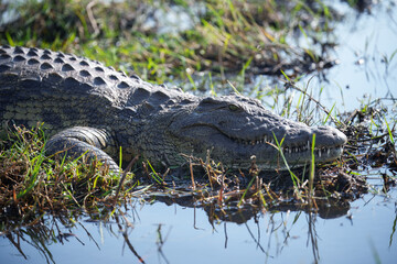 Nile crocodile (Crocodylus niloticus) is a large crocodilian native to freshwater habitats in...