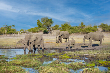 A group of elephant families go to the water's edge for a drink - African elephants standing near lake in Moremi game reserve, Botswana. © Miroslav Srb