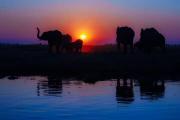 A group of elephant families go to the water's edge for a drink - African elephants standing near lake in Botswana at beautiful African Sunset. © Miroslav Srb
