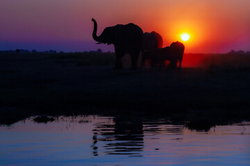 A group of elephant families go to the water's edge for a drink - African elephants standing near lake in Botswana at beautiful African Sunset. © Miroslav Srb