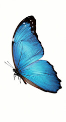 Obraz premium Single photorealistic blue butterfly isolated on white. Detailed nature insect mobile wallpaper background for design element.