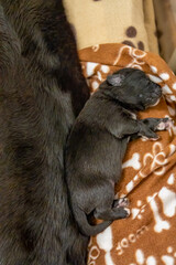 Labrador puppy litter cuddling with their mother, a tender and joyful family scene