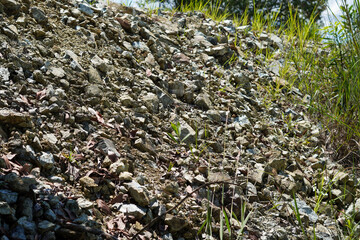 Rugged natural ground displays scattered rocks and tenacious green grass blades growing strongly