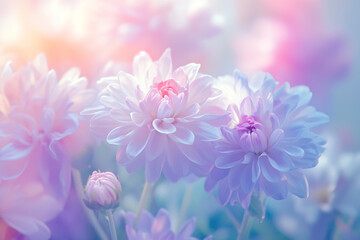 Obraz premium Colorful bouquet of Argyranthemum flowers in pastel colors. Beautiful springtime floral background of sea lavender or Christmas rose blooming in the garden.