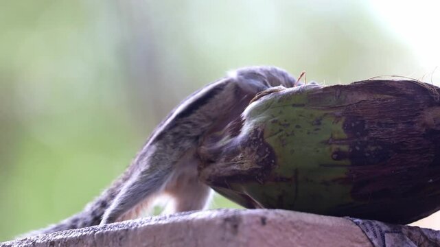 Squirrel eating the food on compound wall	
