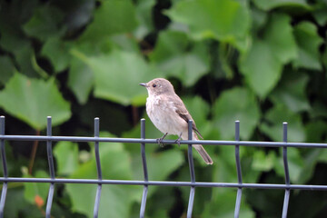 A spotted flycatcher sitting on a fence made of welded wire mesh panels, green leaves in the background