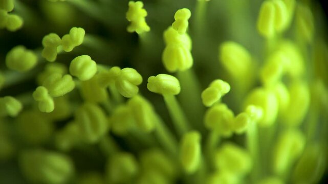 Salix caprea Goat willow pistils