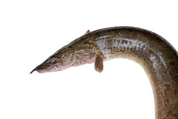 Anguilla bengalensis or Indian eel fish over white background