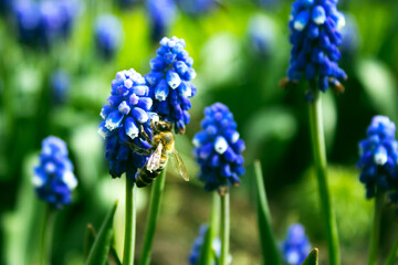 Honey Bee Foraging on Grape Hyacinths in Spring
