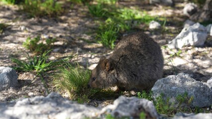 Cute quokka sitting on the ground at Rottnest Island, surrounded by nature