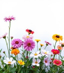 Vibrant spring garden blooms against a pure white backdrop, season, wallpaper