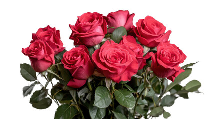 bouquet of red roses on transparant background 