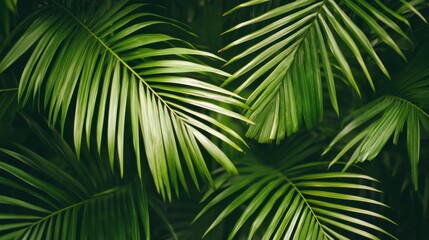 Palm leaves.