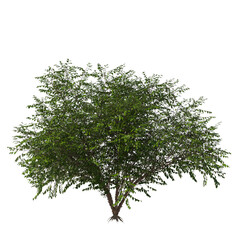 Betula nigra, the black birch, river birch, water birch, evergreen, small tree, bush, light for daylight, easy to use, 3d render, isolated