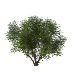 Betula nigra, the black birch, river birch, water birch, evergreen, small tree, bush, light for daylight, easy to use, 3d render, isolated