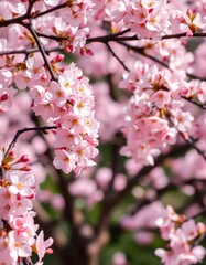 Obraz premium Delicate pink blossoms frame a blooming tree, spring border, soft, graphic