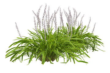 dill isolated on white background