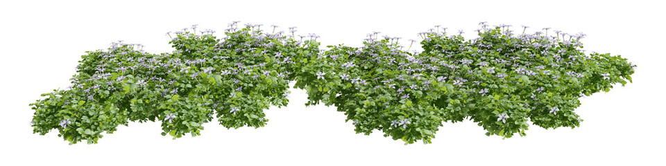 green grass isolated on white