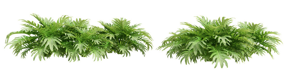 grass isolated on white background