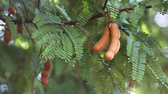 Sweet Tamarinds on the tree	

