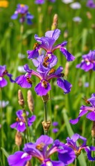 Busy bees gather nectar from vibrant purple irises blooming in a lush green meadow, green, nature