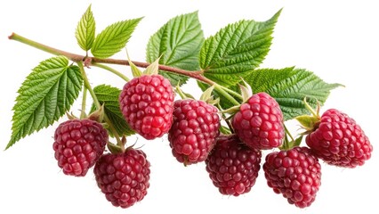 A sprig of ripe red raspberries with lush green leaves on a white background