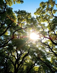 Obraz premium Sunlight filters through lush, arching tree branches reaching towards a bright sky, woodland, arboreal, ecology
