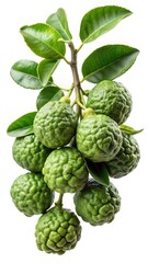 Obraz premium A Bunch of Fresh Kaffir Lime Fruits on the Branch with Green Leaves Isolated on White Background