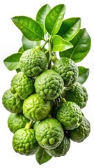 Obraz premium A Bunch of Fresh Green Kaffir Limes Hanging on a Branch with Lush Leaves