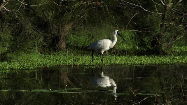 A royal spoonbill moves its sensitive spoon-like bill from side to side in the shallows to find crustaceans, insects or fish in a pond at Arundel wetlands on the Gold Coast in Queensland, Australia.

