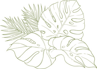 Clip art of vector monstera leaf for design.
