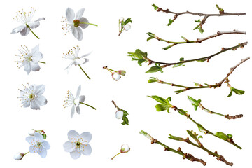 Set of individual elements from cherry branches and flowers for creating botanical illustrations isolated isolated on PNG background.