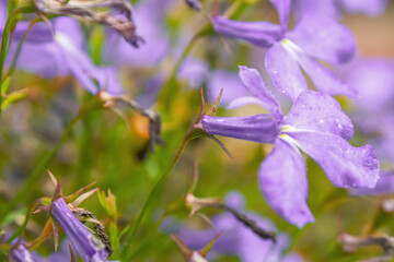 Macro photography of bright colors filled with rich shades that emphasize their beauty and the...