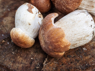 Porcini mushrooms (bolets), collected in the forest, impress with their appearance and taste, ideal for culinary masterpieces.