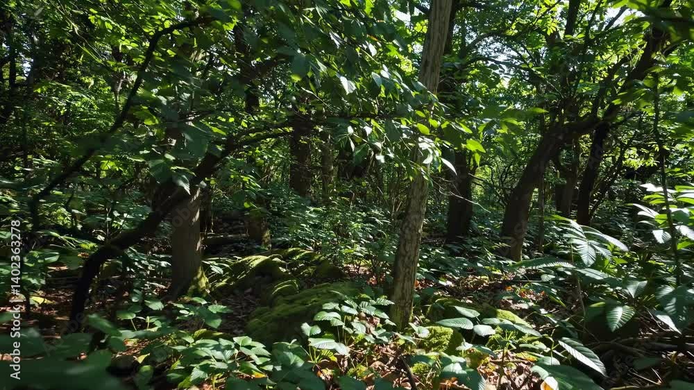 Poster a dynamic video captures a lush forest from a low-angle perspective, showcasing dense greenery and s