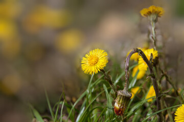 Yellow spring flowers Coltsfoot Tussilago farfara on a sunny spring day. The coltsfoot is an important medicinal plant. Early spring flowers.