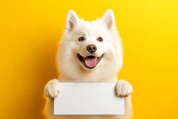 Dog with label. Cute dog ad. Dog in photo studio. Pet model ad. Ð¡ute adult dog samoyed hold in front paws a wireframe - large white drive sign. Isolated dog on a solid attire yellow backgrou.