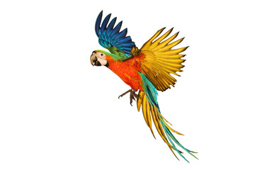Colorful flying Catalina Macaw parrot isolated on transparent background png file	