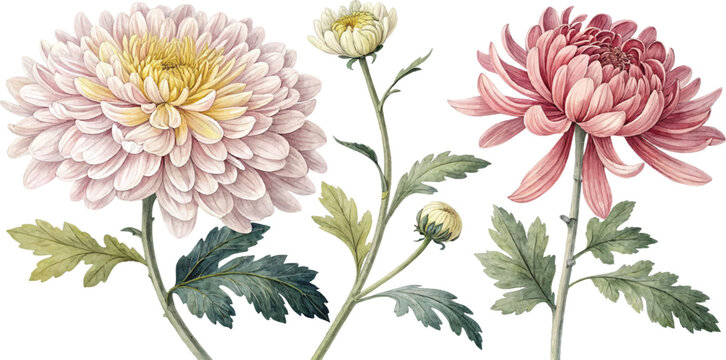 Watercolor Chrysanthemum Flowers