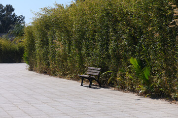 Discover tranquility while sitting on a park bench surrounded by bamboo in a sunny urban oasis
