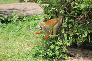 monkey on a tree