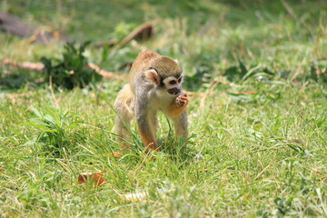 Obraz premium monkey on a tree