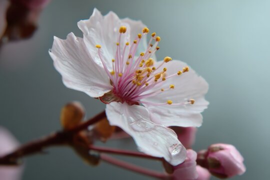 a close-up photo of the petals and stamens of a cherry blossom - Powered by Adobe