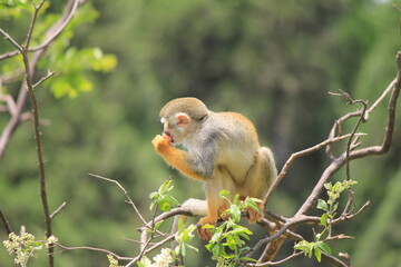monkey on a tree